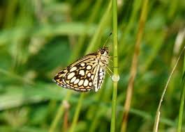 Attēlu rezultāti vaicājumam “Heteropterus morpheus”