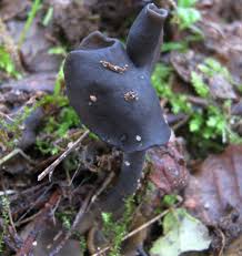 Attēlu rezultāti vaicājumam “Helvella atra”