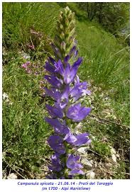 Image result for Campanula spicata