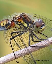 Attēlu rezultāti vaicājumam “Sympetrum danae”
