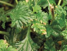 Attēlu rezultāti vaicājumam “Cribraria intricata stalked”