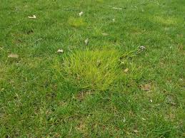 Attēlu rezultāti vaicājumam “Poa trivialis”