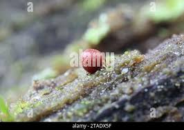 Attēlu rezultāti vaicājumam “Lycogala conicum spores”