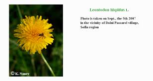 Attēlu rezultāti vaicājumam “Leontodon hispidus leaf”