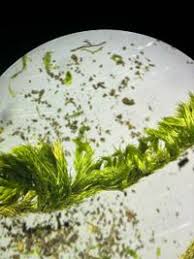 Attēlu rezultāti vaicājumam “Homalothecium sericeum”