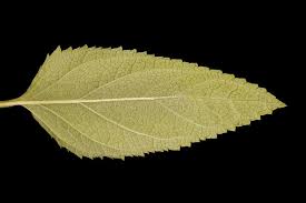 Attēlu rezultāti vaicājumam “Scrophularia nodosa leaf”