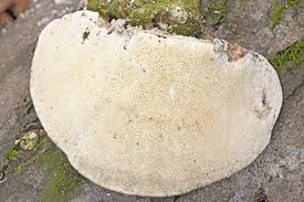 Attēlu rezultāti vaicājumam “Cerrena unicolor”