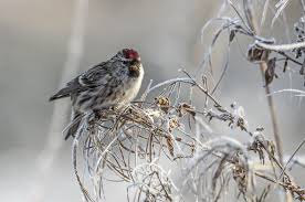 Attēlu rezultāti vaicājumam “Carduelis flammea”