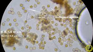 Attēlu rezultāti vaicājumam “Cribraria vulgaris”