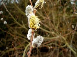 Attēlu rezultāti vaicājumam “Salix cinerea female flower”