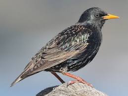 Attēlu rezultāti vaicājumam “Sturnus vulgaris male”