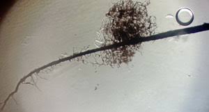 Attēlu rezultāti vaicājumam “Comatricha fragilis”