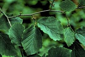 Attēlu rezultāti vaicājumam “Hamamelis virginiana leaf”