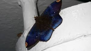 Attēlu rezultāti vaicājumam “Jalla dumosa imago”