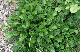 Attēlu rezultāti vaicājumam “Leucanthemum vulgare leaf”