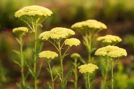 Attēlu rezultāti vaicājumam “Achillea millefolium”