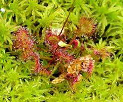 Attēlu rezultāti vaicājumam “Drosera rotundifolia flower”