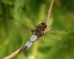 Attēlu rezultāti vaicājumam “Libellula fulva”