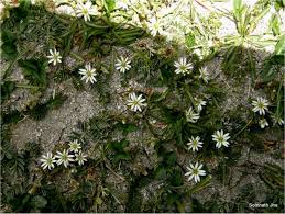 Attēlu rezultāti vaicājumam “Stellaria palustris leaf”