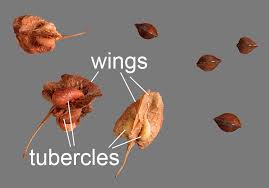 Attēlu rezultāti vaicājumam “Rumex aquaticus fruit”