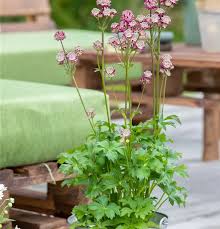 Image result for Astrantia majon `Abbey Road`