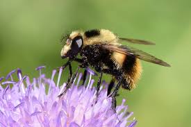 Attēlu rezultāti vaicājumam “Volucella bombylans”