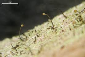 Attēlu rezultāti vaicājumam “Chaenotheca trichialis”