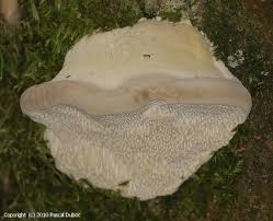 Attēlu rezultāti vaicājumam “Postia tephroleucus”