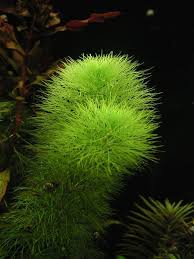 Attēlu rezultāti vaicājumam “Subularia aquatica leaf”
