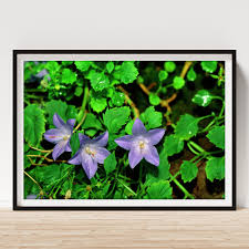 Image result for Campanula isophylla