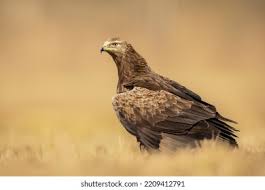 Attēlu rezultāti vaicājumam “Aquila pomarina adult”