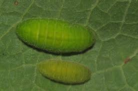 Attēlu rezultāti vaicājumam “Lycaena dispar”