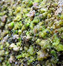 Attēlu rezultāti vaicājumam “Gloeocapsa rupestris”