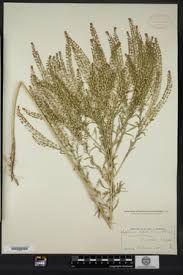 Attēlu rezultāti vaicājumam “Lepidium densiflorum”