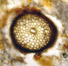 Attēlu rezultāti vaicājumam “Dicranum scoparium sporophyte”