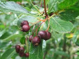 Attēlu rezultāti vaicājumam “Crataegus x macrocarpa fruit”