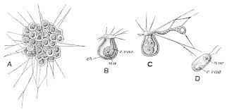 Attēlu rezultāti vaicājumam “Didymium difforme sessile”