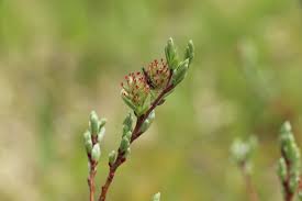 Attēlu rezultāti vaicājumam “Salix repens subsp. rosmarinifolia”