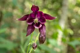 Image result for Akelei