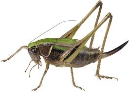 Attēlu rezultāti vaicājumam “Metrioptera brachyptera”