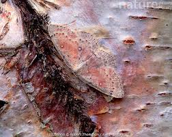 Attēlu rezultāti vaicājumam “Cyclophora albipunctata”