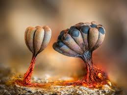 Attēlu rezultāti vaicājumam “Cribraria tenella macro”