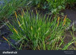 Attēlu rezultāti vaicājumam “Alopecurus aequalis leaf”