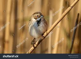 Attēlu rezultāti vaicājumam “Emberiza schoeniclus”