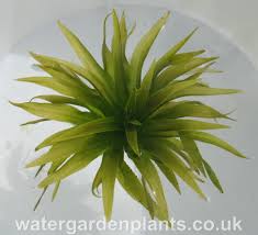 Attēlu rezultāti vaicājumam “Stratiotes aloides flower”