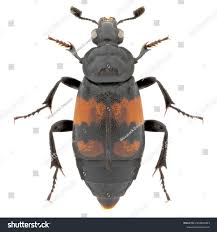 Attēlu rezultāti vaicājumam “Nicrophorus vespilloides”