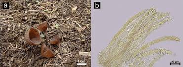 Attēlu rezultāti vaicājumam “Dumontinia tuberosa”