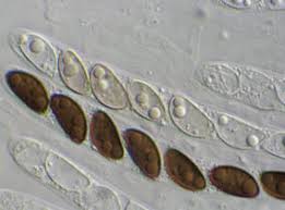 Attēlu rezultāti vaicājumam “Hypoxylon fragiforme / howeianum”