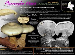 Image result for macrocybe titans