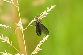 Attēlu rezultāti vaicājumam “Sciara analis”